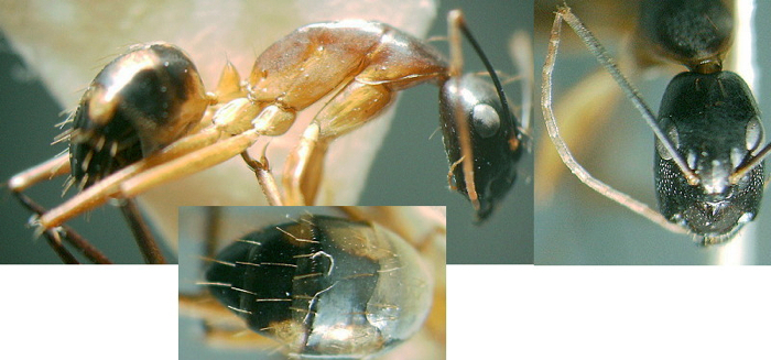 Camponotus (Tanaemyrmex) maculatus minor