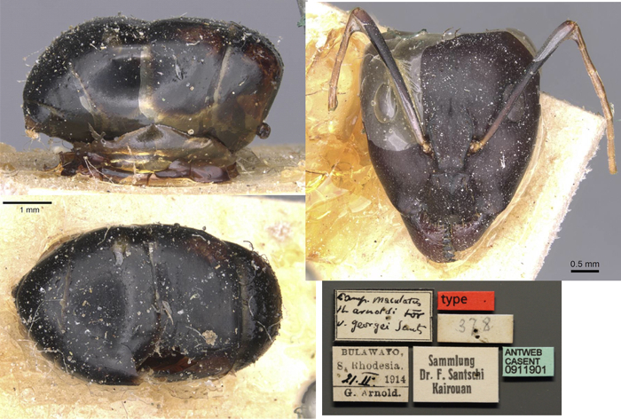 Camponotus maculatus georgei