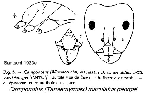 {Camponotus maculatus georgei}