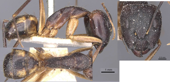 Camponotus hieroglyphicus major