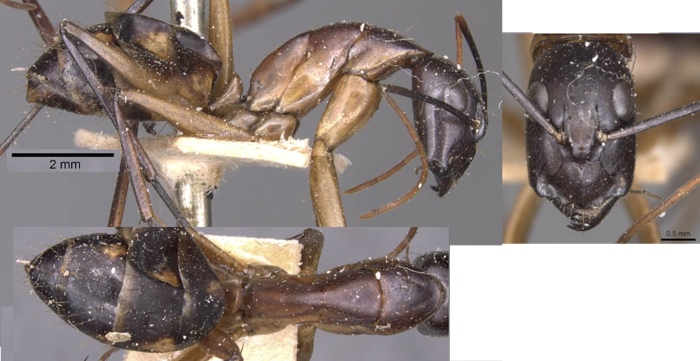 Camponotus lohieri minor