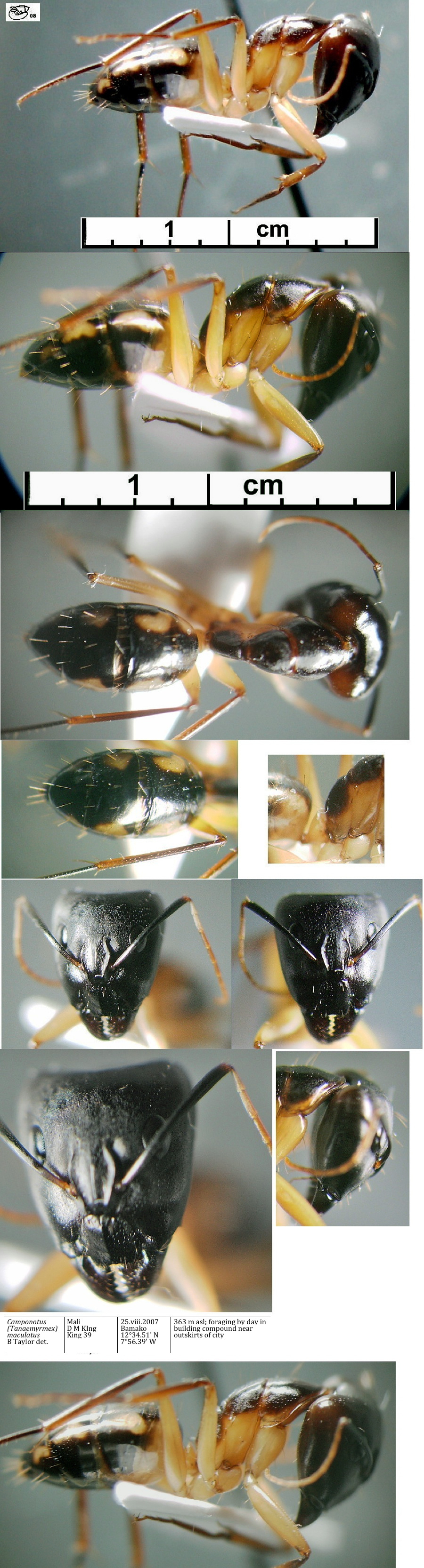 {Camponotus maculatus major Mali}