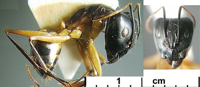 {Camponotus (Tanaemyrmex) maculatus major}