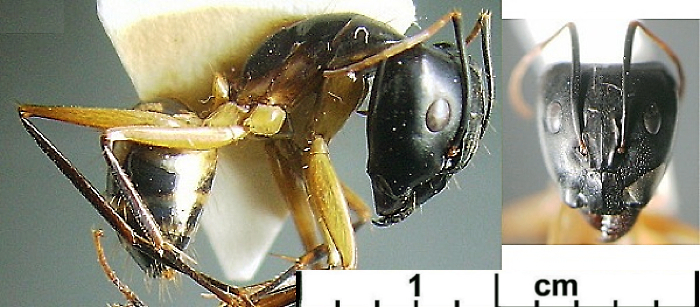 {Camponotus maculatus}