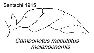 {Camp. maculatus melanocnemis}