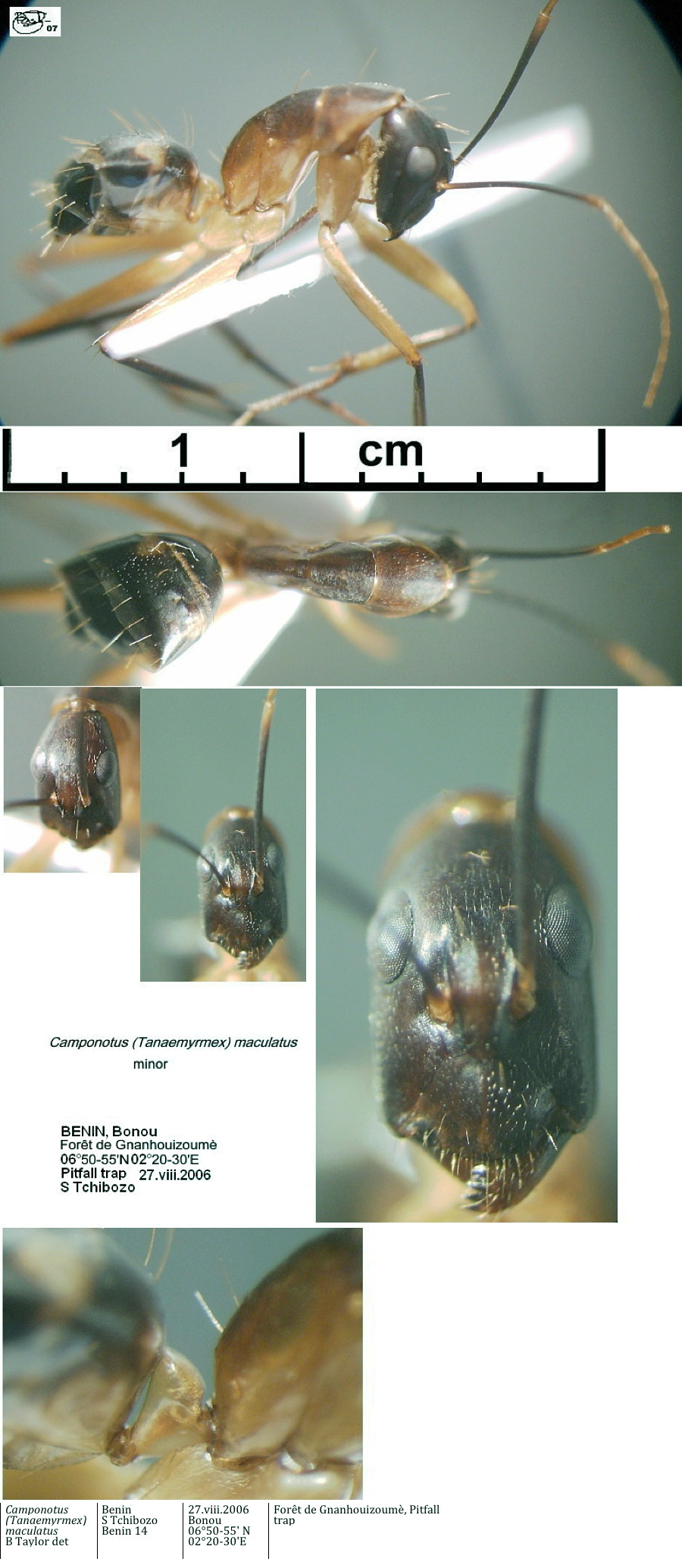 {Camponotus maculatus minor Benin}