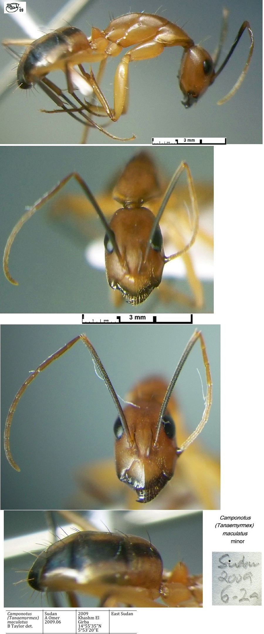 {Camponotus maculatus minor Sudan}