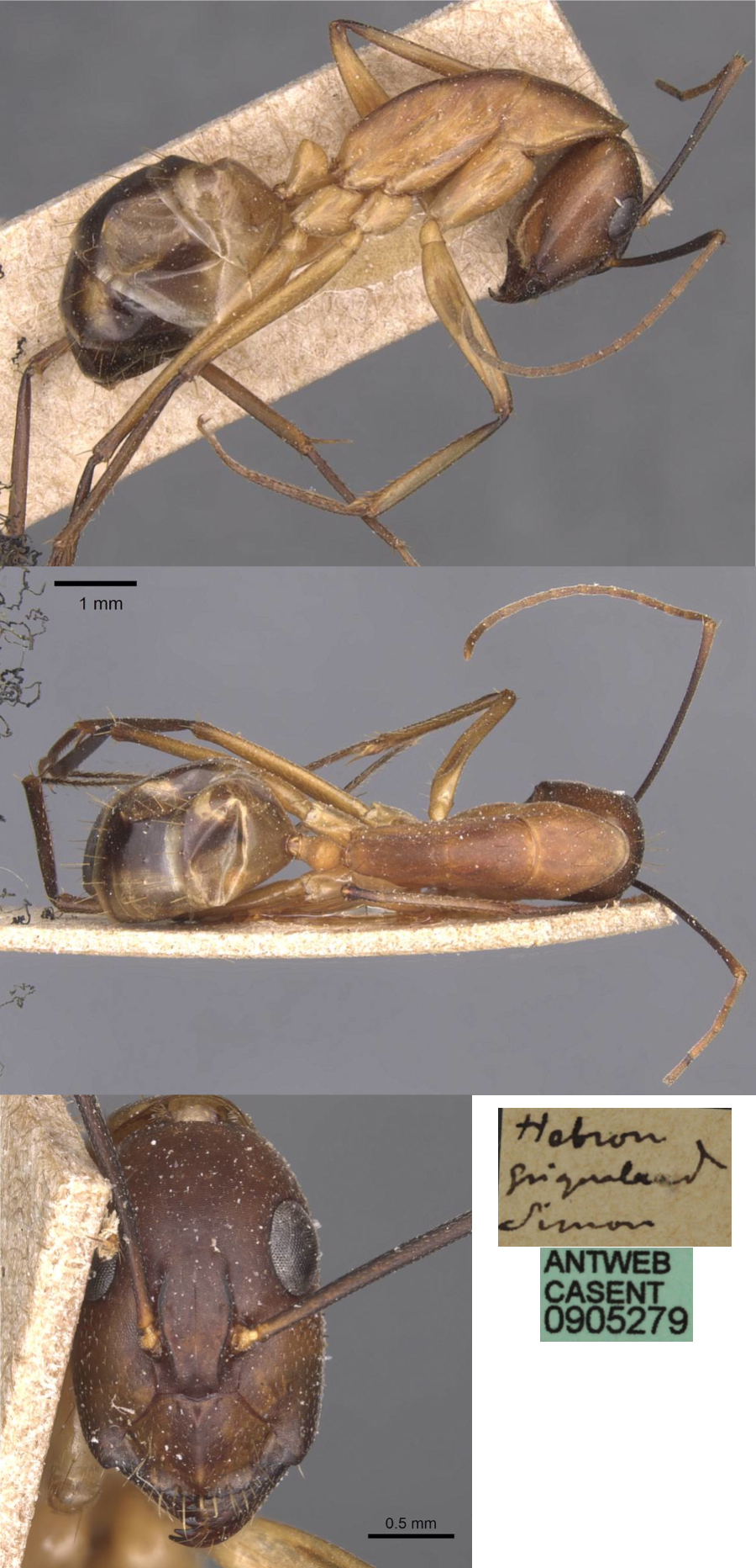 {Camponotus maculatus queen}