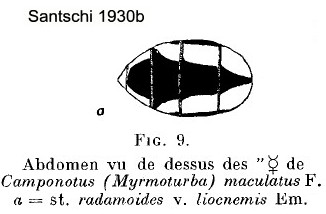 {C. maculatus liocnemis gaster}