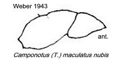 {Camponotus maculatus nubis}