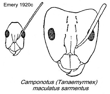 {Camponotus maculatus sarmentus}