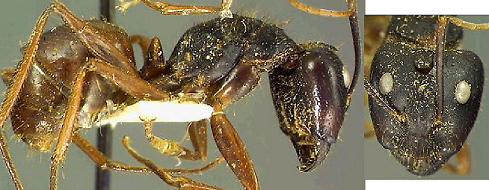 {Camponotus maguassa major}