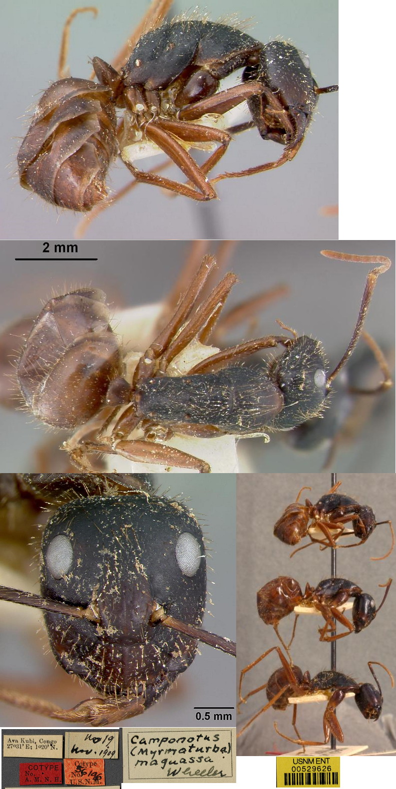 {Camponotus (Tanaemyrmex) maguassa}