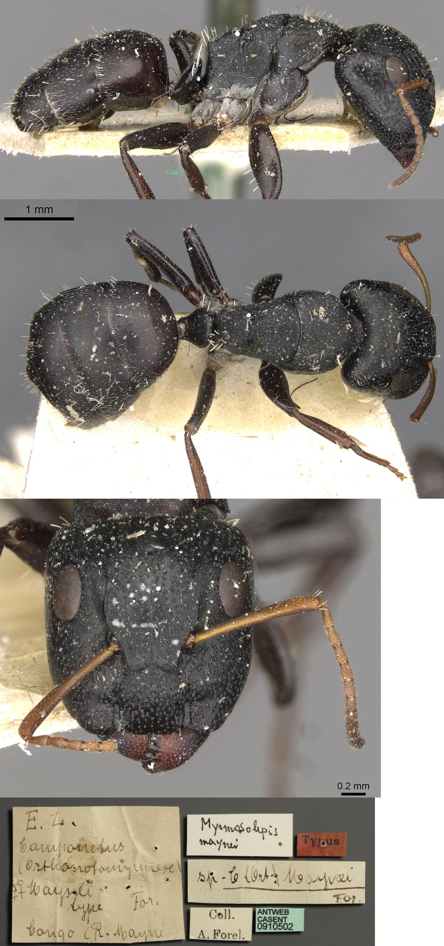 {Camponotus maynei major}