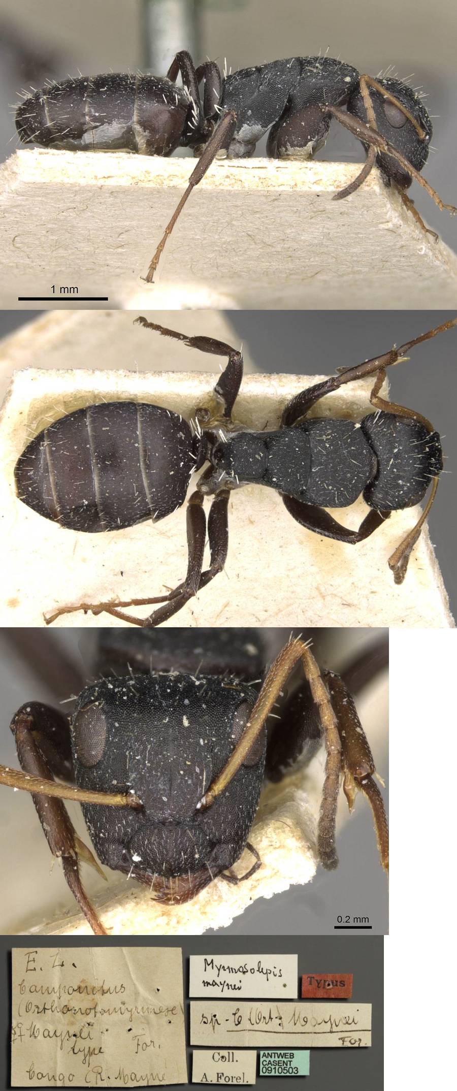 {Camponotus maynei minor}