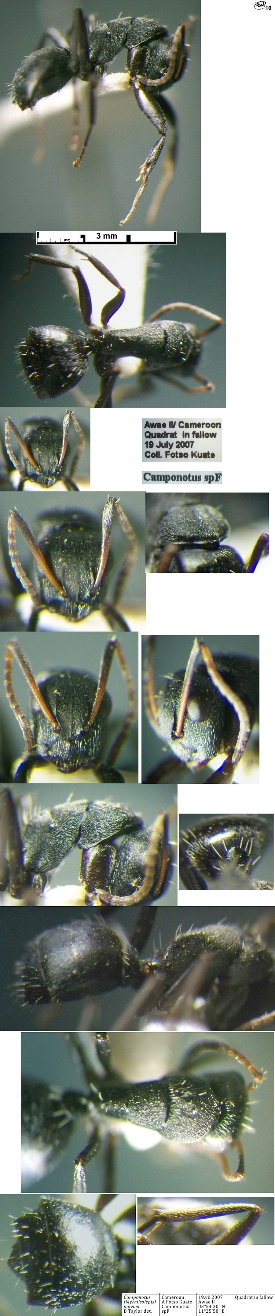 {Camponotus maynei minor}