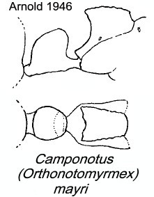 {Camponotus mayri}