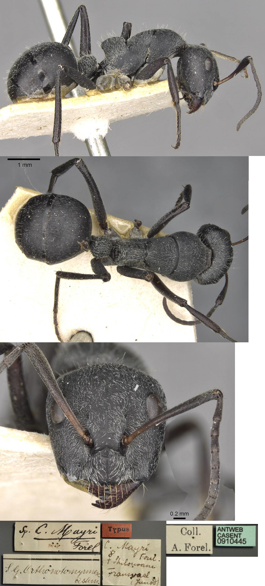 {Camponotus mayri minor}