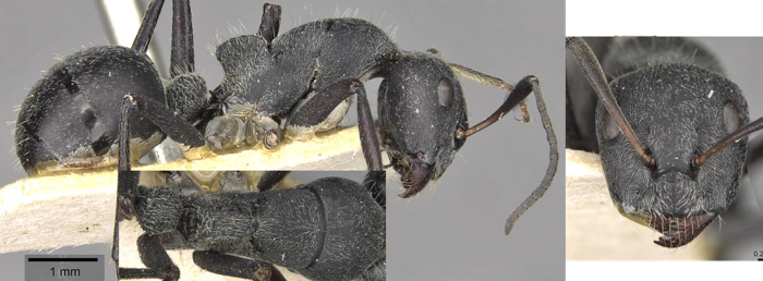 {Camponotus mayri minor}