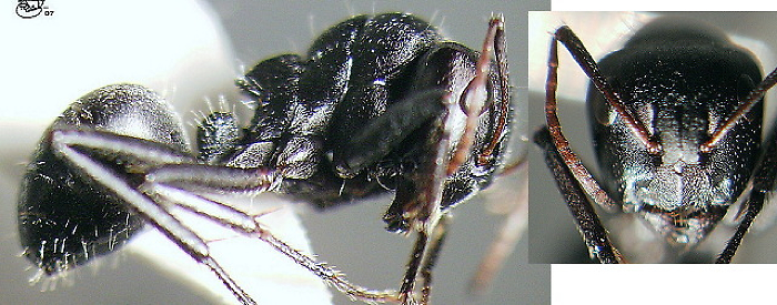 {Camponotus (Orthonotomyrmex) mayri}