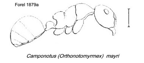 {Camponotus mayri}