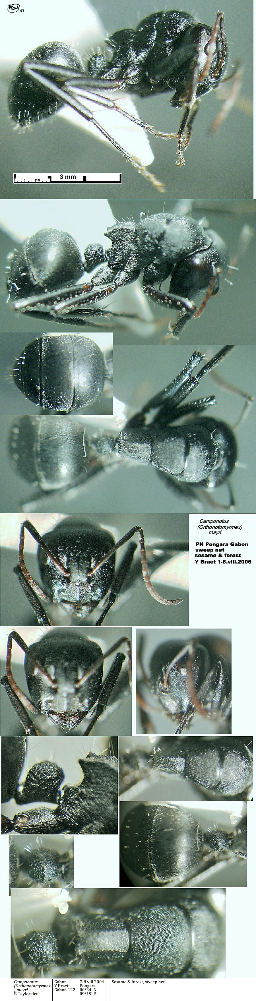 {Camponotus mayri}