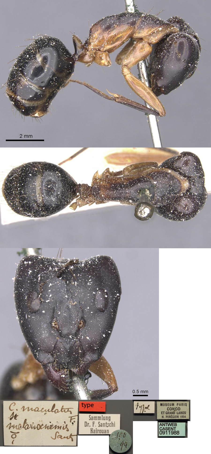 {Camponotus melanocnemis}