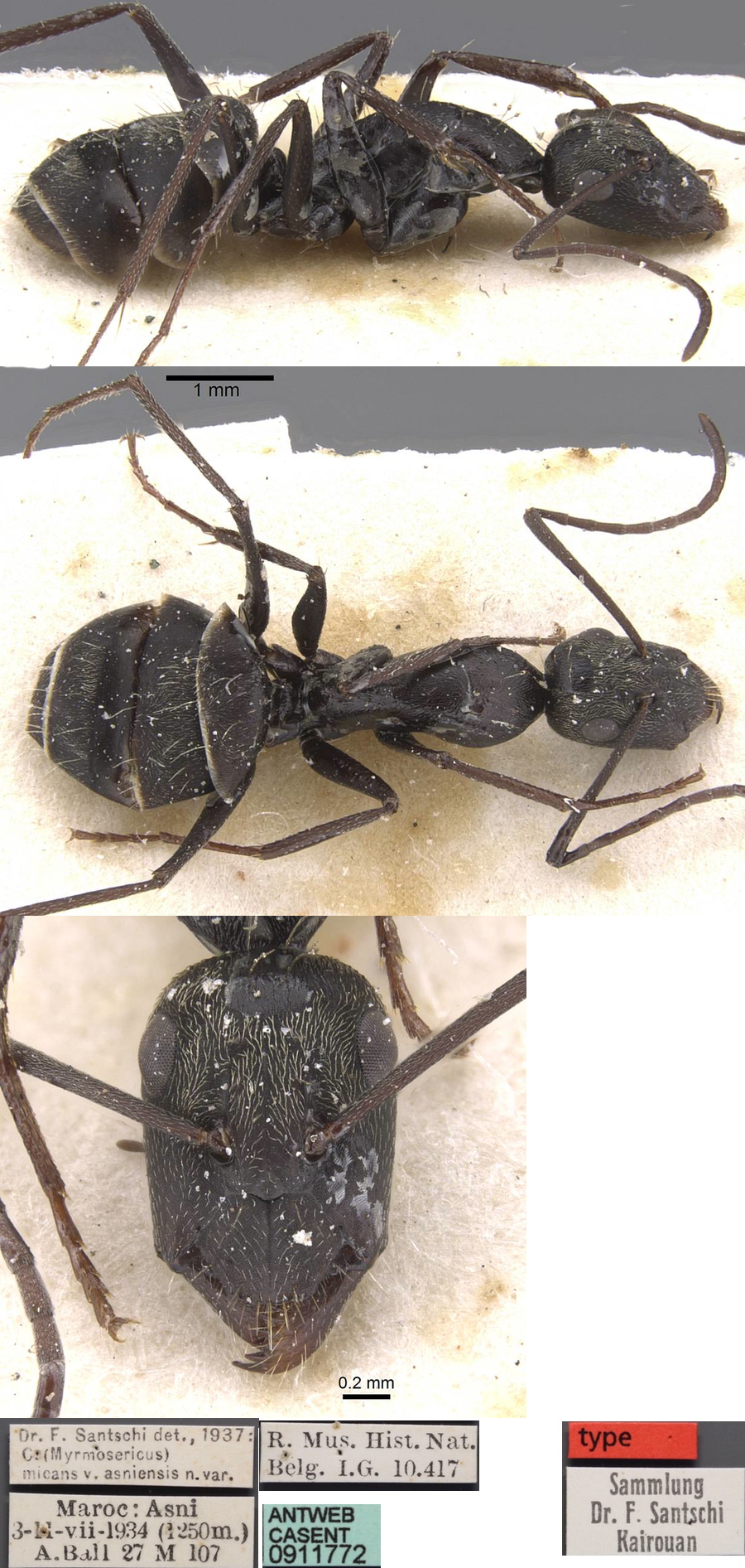 Camponotus micans minor