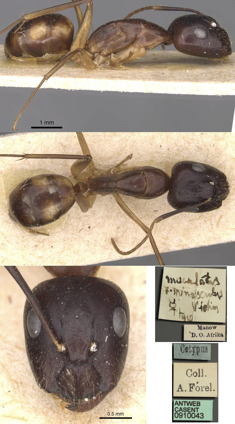 {Camponotus minusculs major}