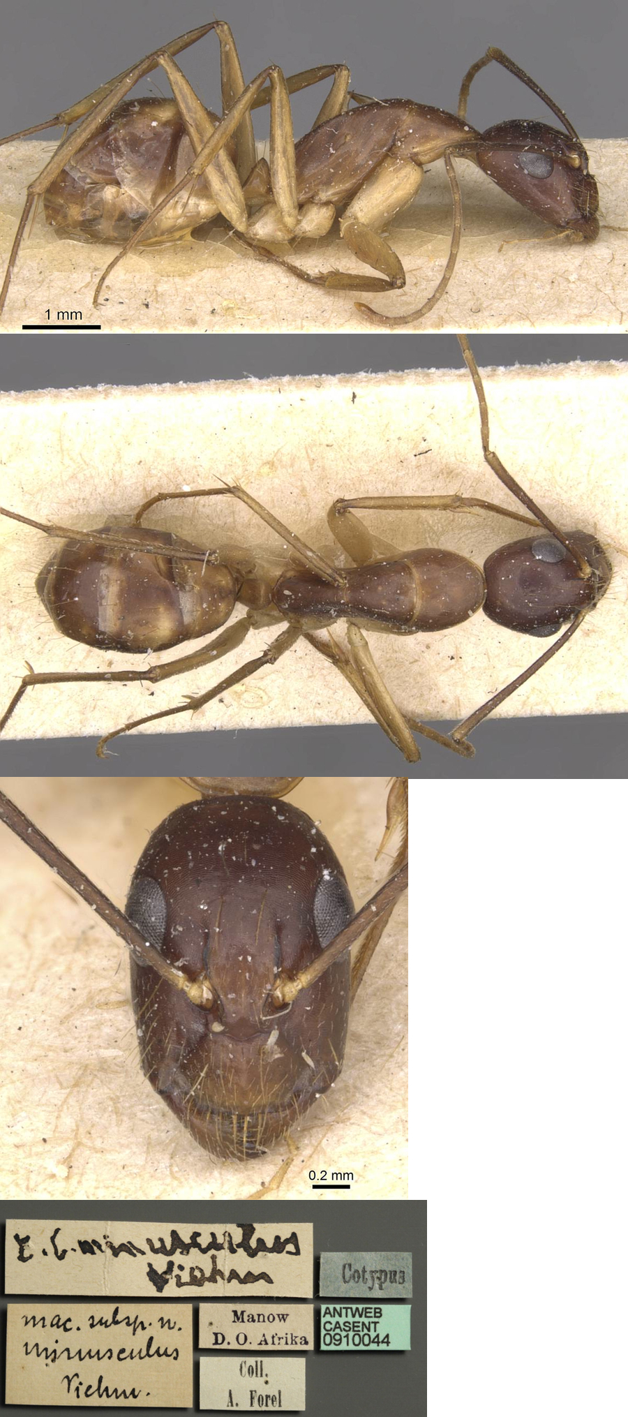 {Camponotus minusculs minor}