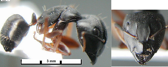 {Camponotus minisculus}