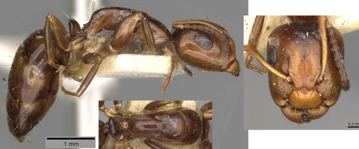 Camponotus moderatus minor
