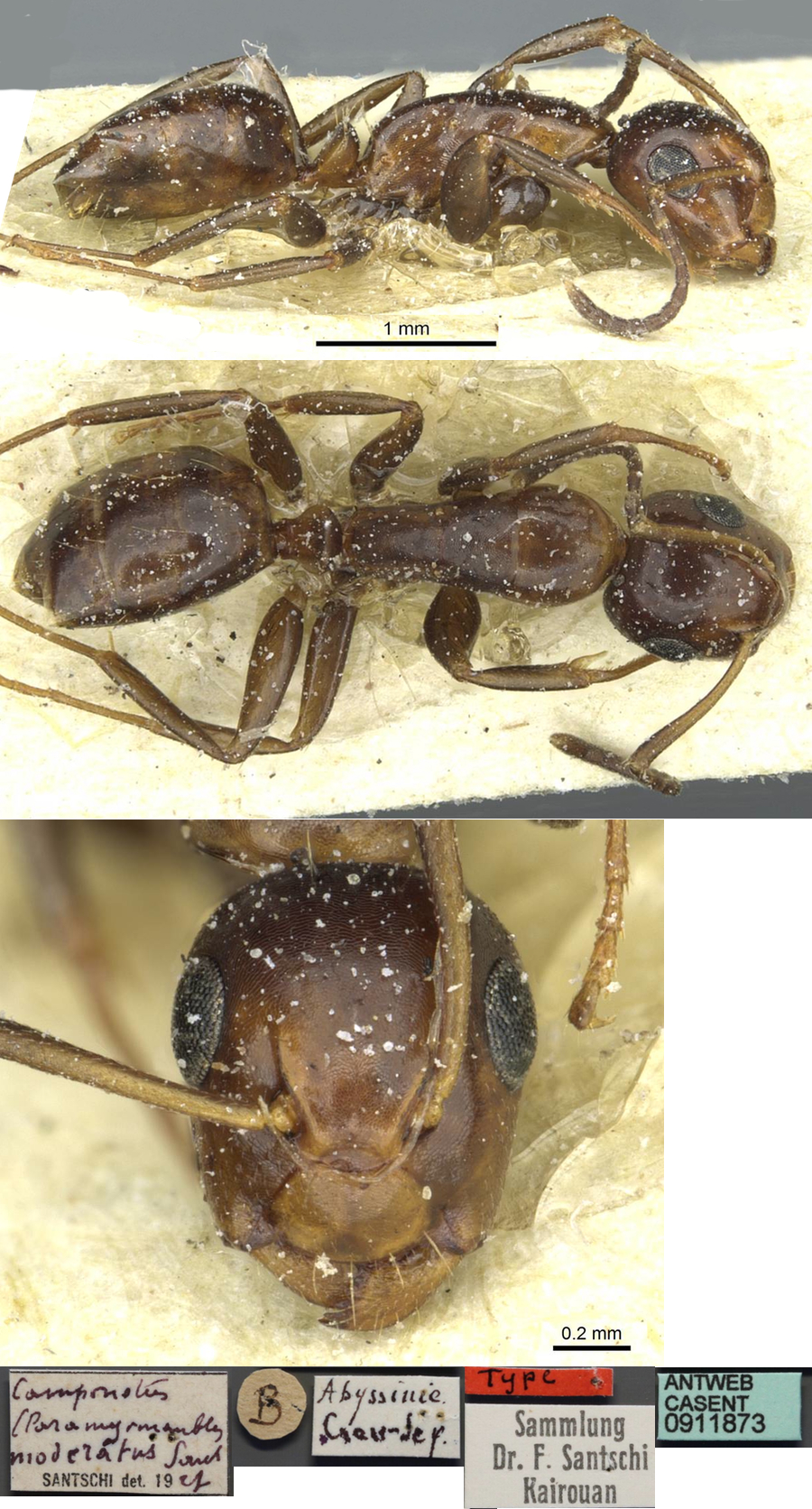 {Camponotus moderatus}