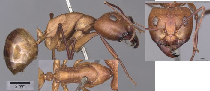 Camponotus mystaceus major