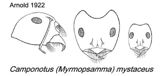 {Camponotus mystaceus}