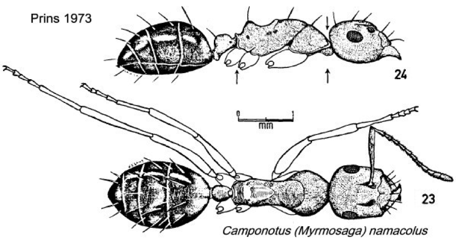 {Camponotus namacolus}