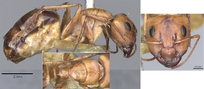 {Camponotus nasutus major}