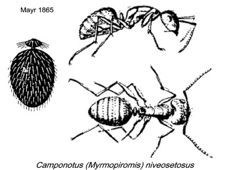 {Camponotus niveosetosus}