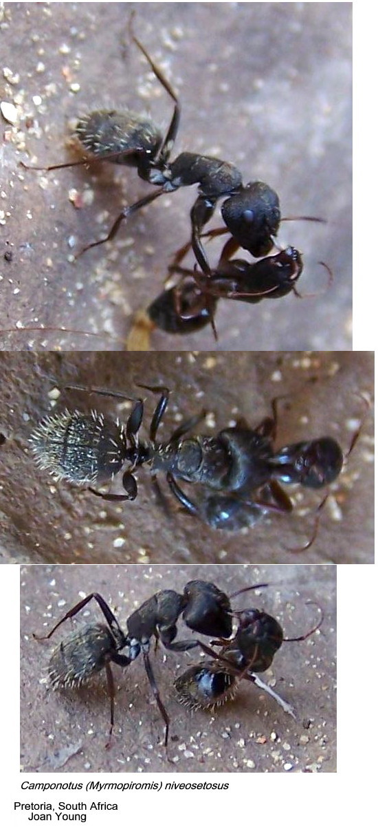 {Camponotus niveosetosus}