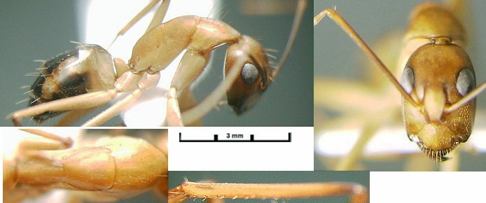 Camponotus oasium