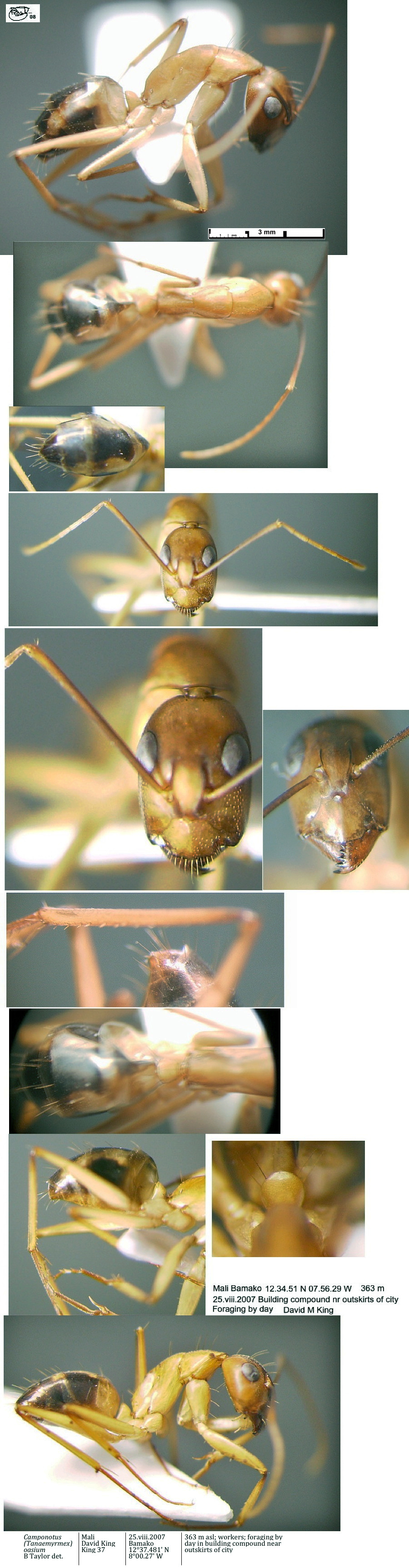 {Camponotus (Tanaemyrmex) oasium minor}