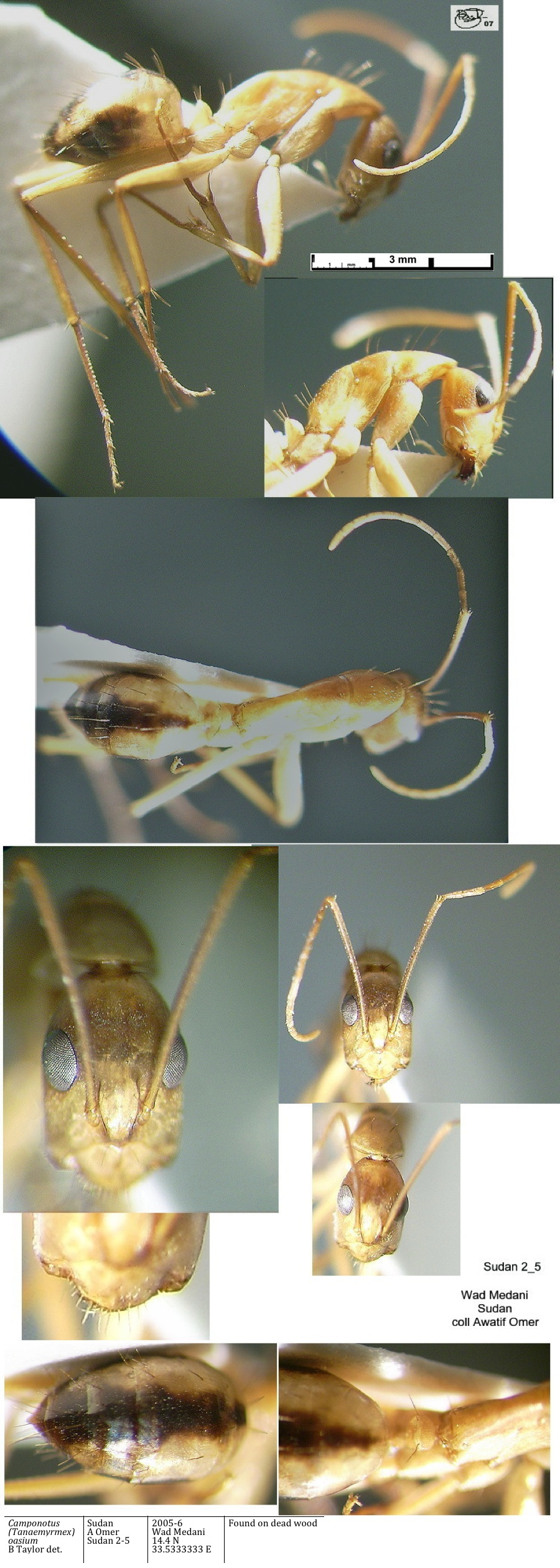 {Camponotus (Tanaemyrmex) oasium minor}