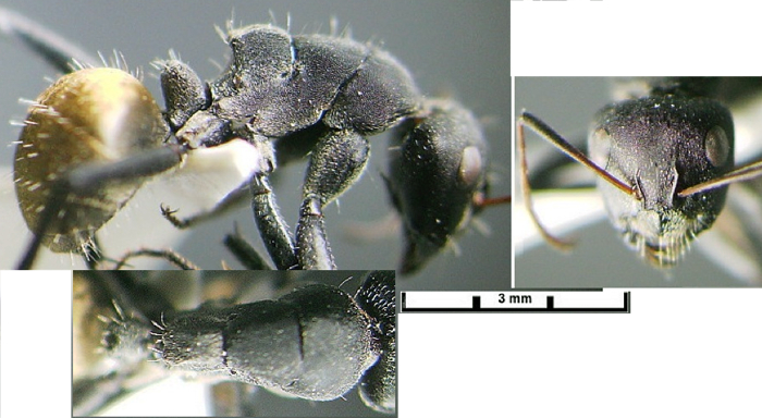 {Camponotus (Orthonotomyrmex) obtusus major}