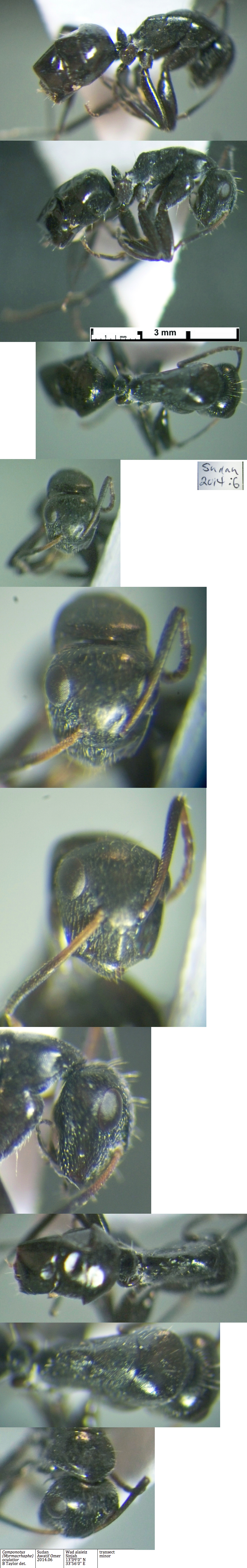 {Camponotus oculatior}