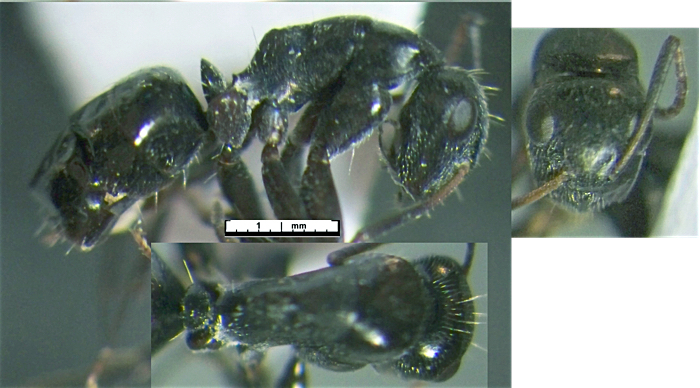 Camponotus oculatior