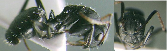 {Camponotus oculatior}