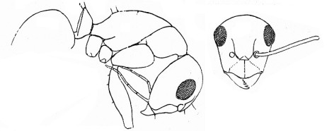 {Camponotus oculatior}