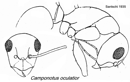 {Camponotus (Myrmacrhaphe) oculatior}