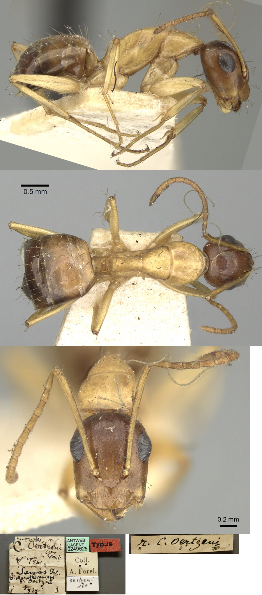 {Camponotus oertzeni minor}