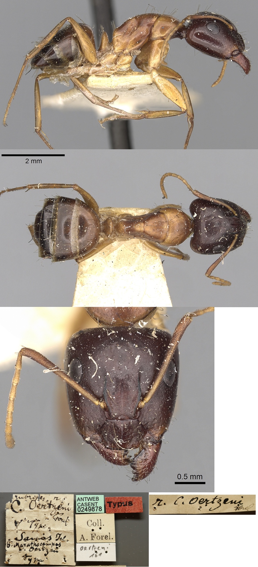 {Camponotus oertzeni major}